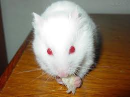 ham