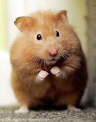ham 