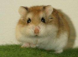 ham