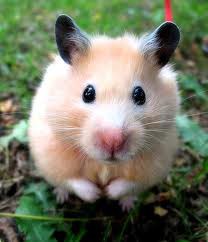 voce  sabe mesmo sobre hamsters 