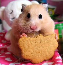 o que fazer quando seu hamster foge?