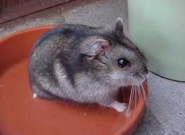 ham